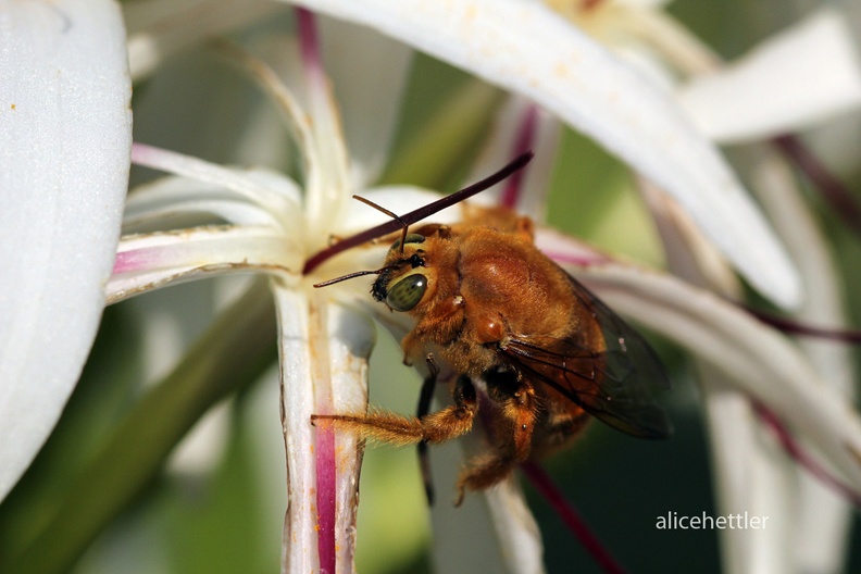 Xylocopa sonorina male.JPG